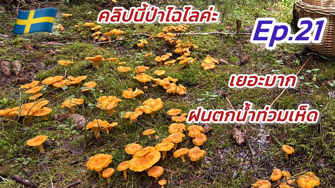 นางงามประจำป่าปีนี้คือเห็ดเหลือง #เห็ดมันปู 05.08.2025 Ep.21