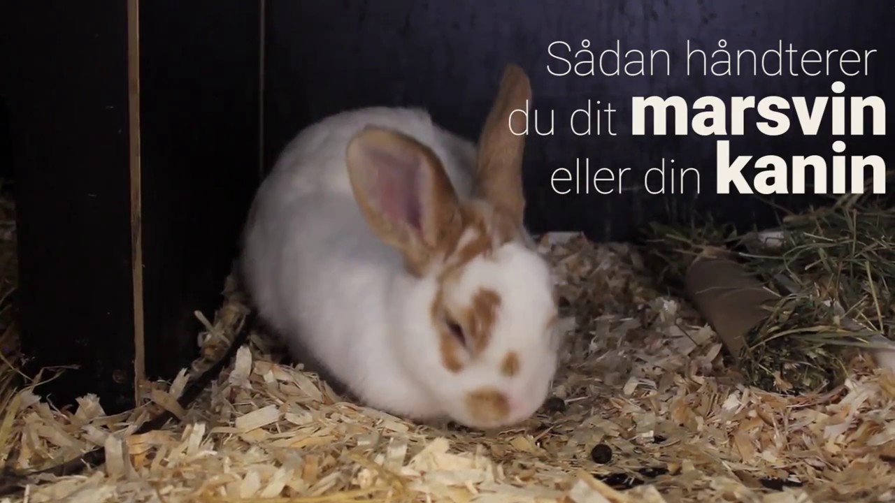 Sådan håndterer du marsvin og kaniner