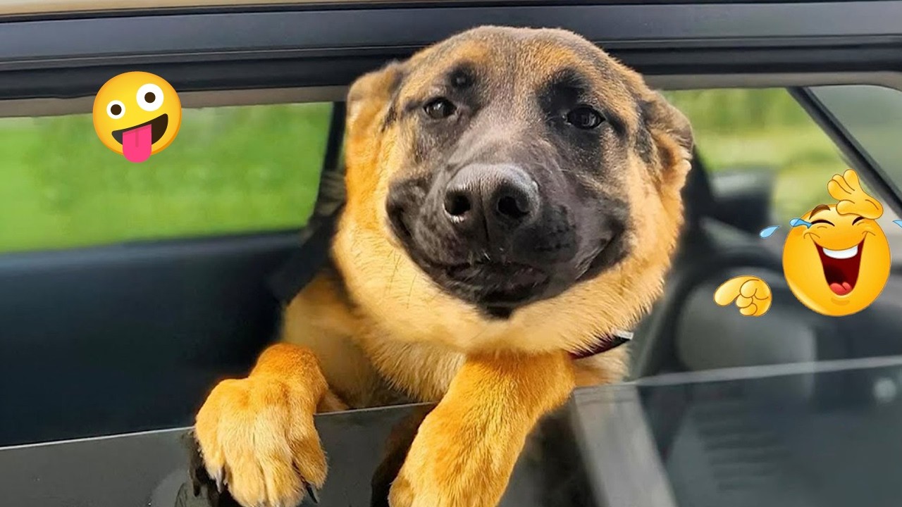 You Won’t Believe How Funny These Dogs Are 😂🐶 Best Funny Animals 2026 #71