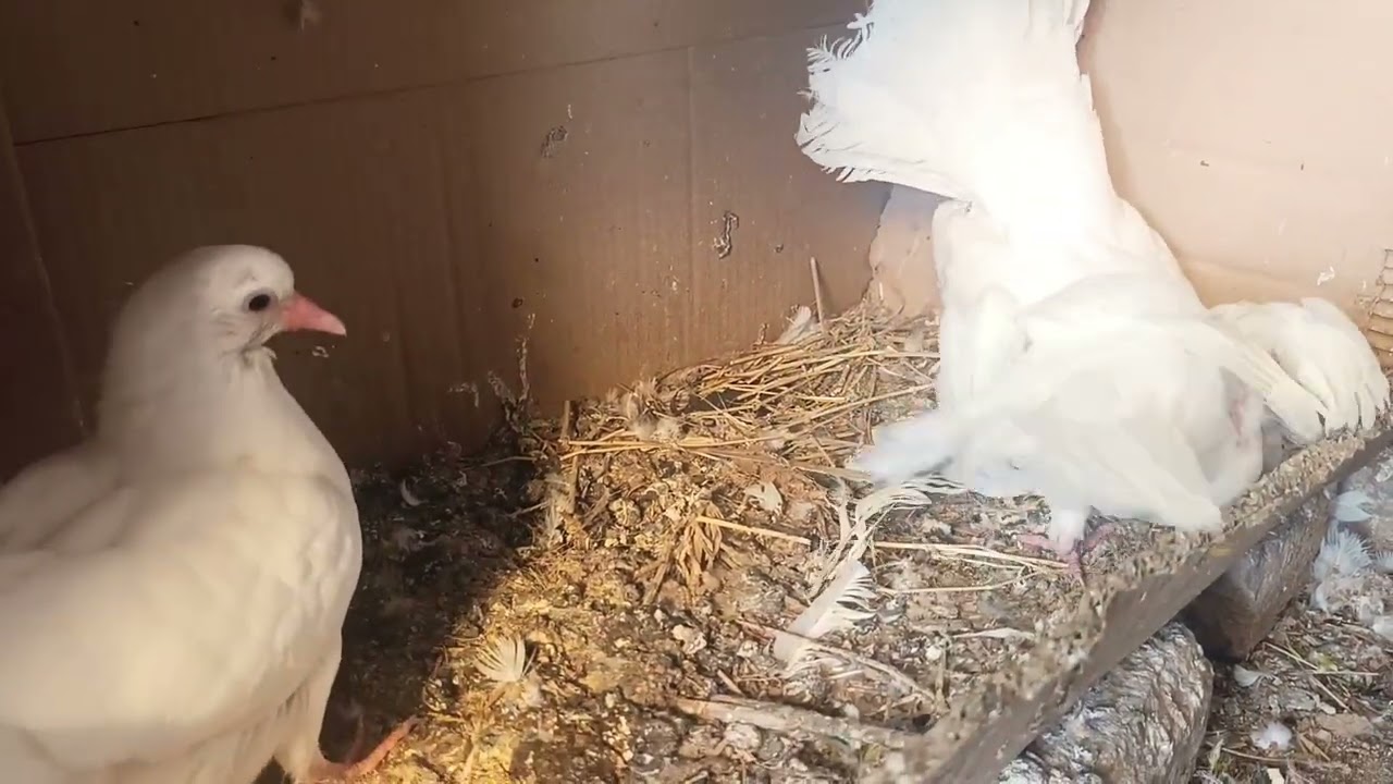Amazing Pigeon Parents Feeding Their Babies | White Pigeon Family Care & Teamwork 🕊️🤍