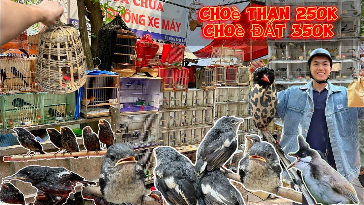 MÙA CHIM NON - Hàng trăm chú chim CHOÈ THAN & CHOÈ ĐẤT tại phiên chợ Hoàng Hoa Thám || Đạt Bird TV
