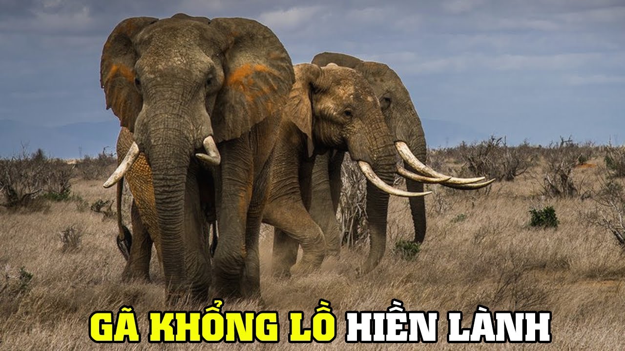 Loài Voi - Gã Khổng Lồ Hiền Lành | Khám Phá Thế Giới Động Vật Hoang Dã