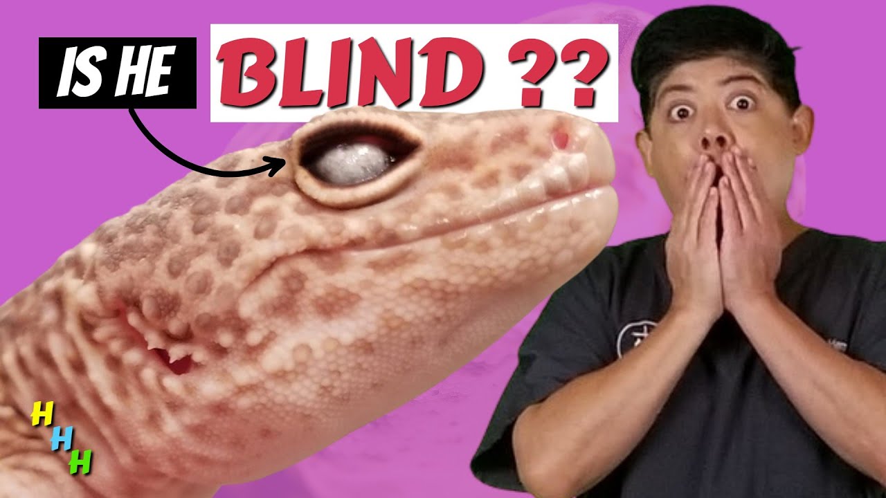 Avoid This #1 MISTAKE!!!  A REPTILE VET Tells You How To Save Your Gecko's Eye!