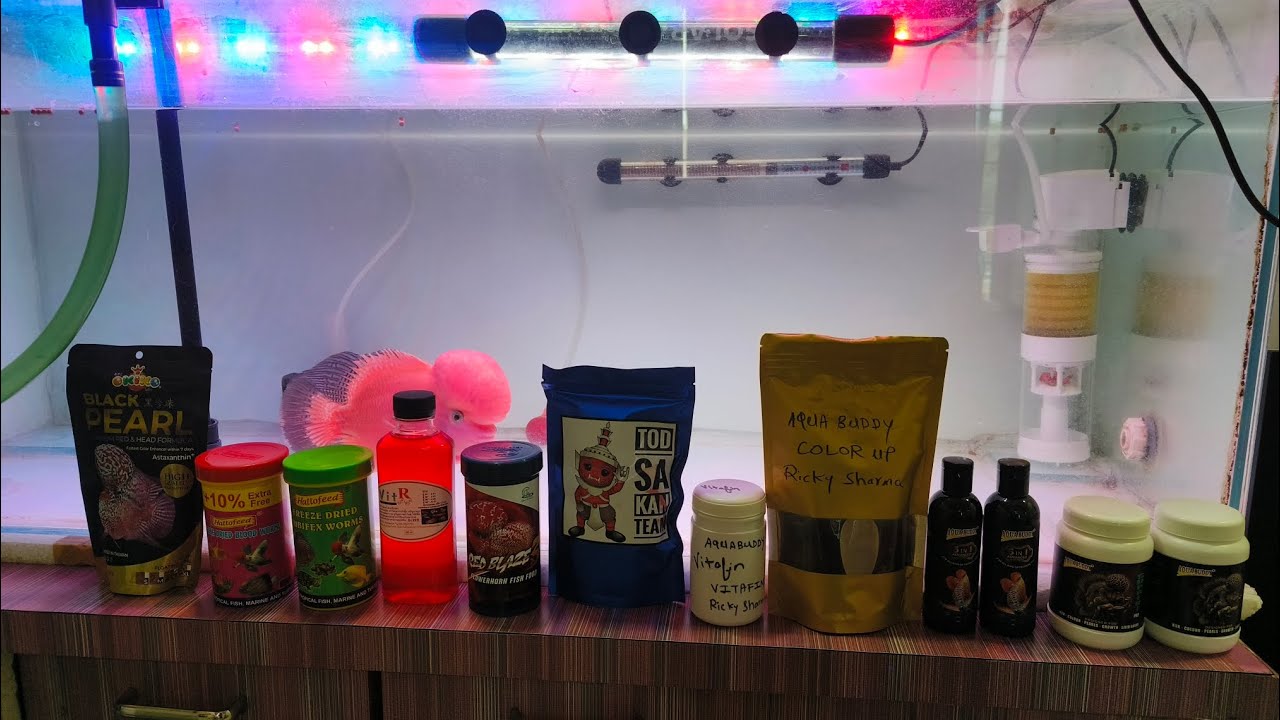 Food Video For Super Red Monkey SRM Flowerhorn#srm #superredmonkeyflowerhorn #redmonkey #fishfood 