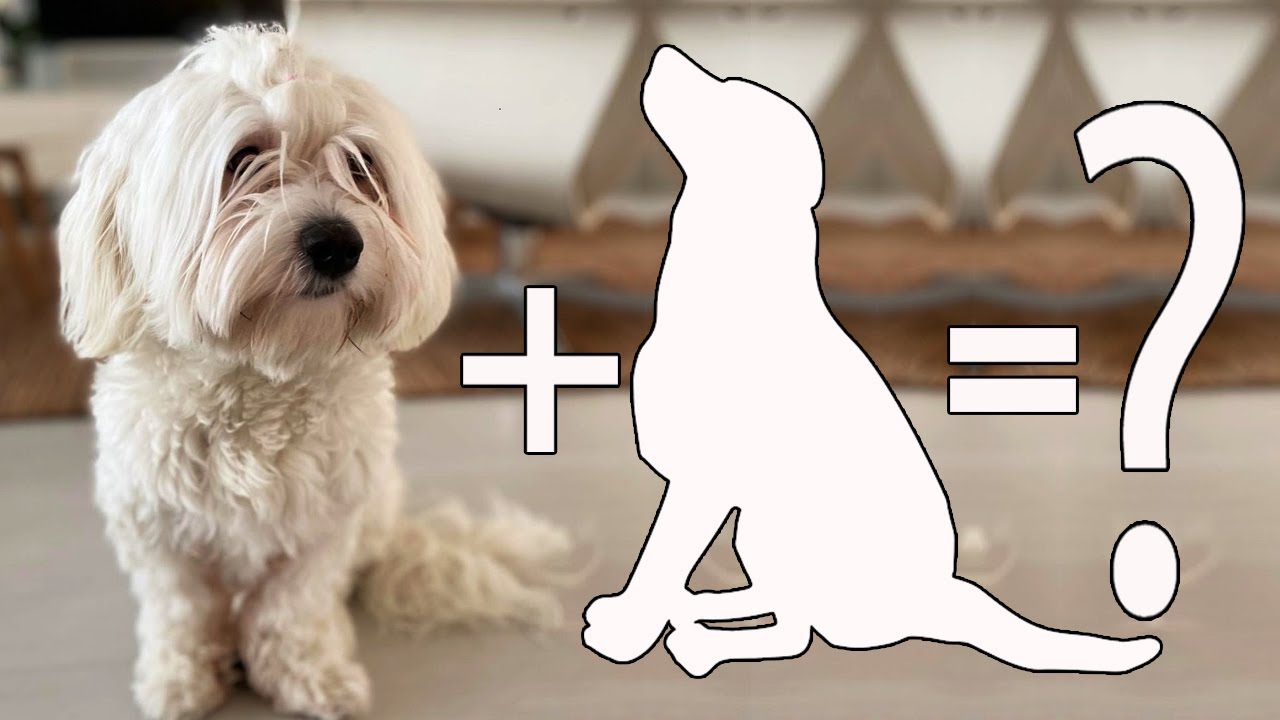 11 Spectacular Havanese Mixes | Havanese Cross Breeds | Havanese Dog Breeds