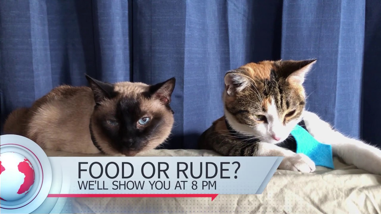Cat News!