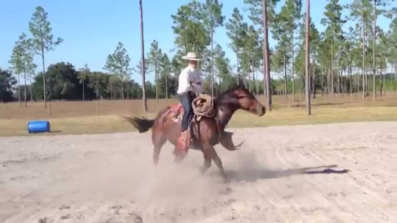 Vaquero Bridle Horse