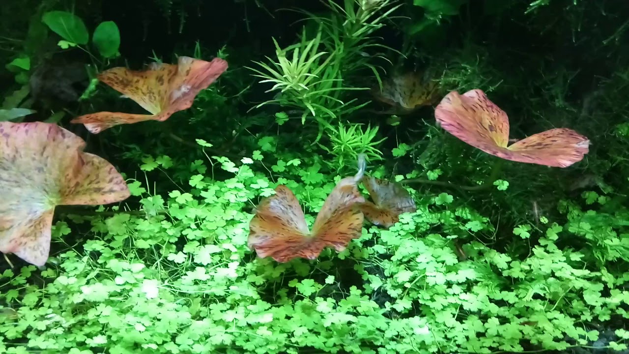 Akwarium roślinne na ziemi ogrodowej i glinie