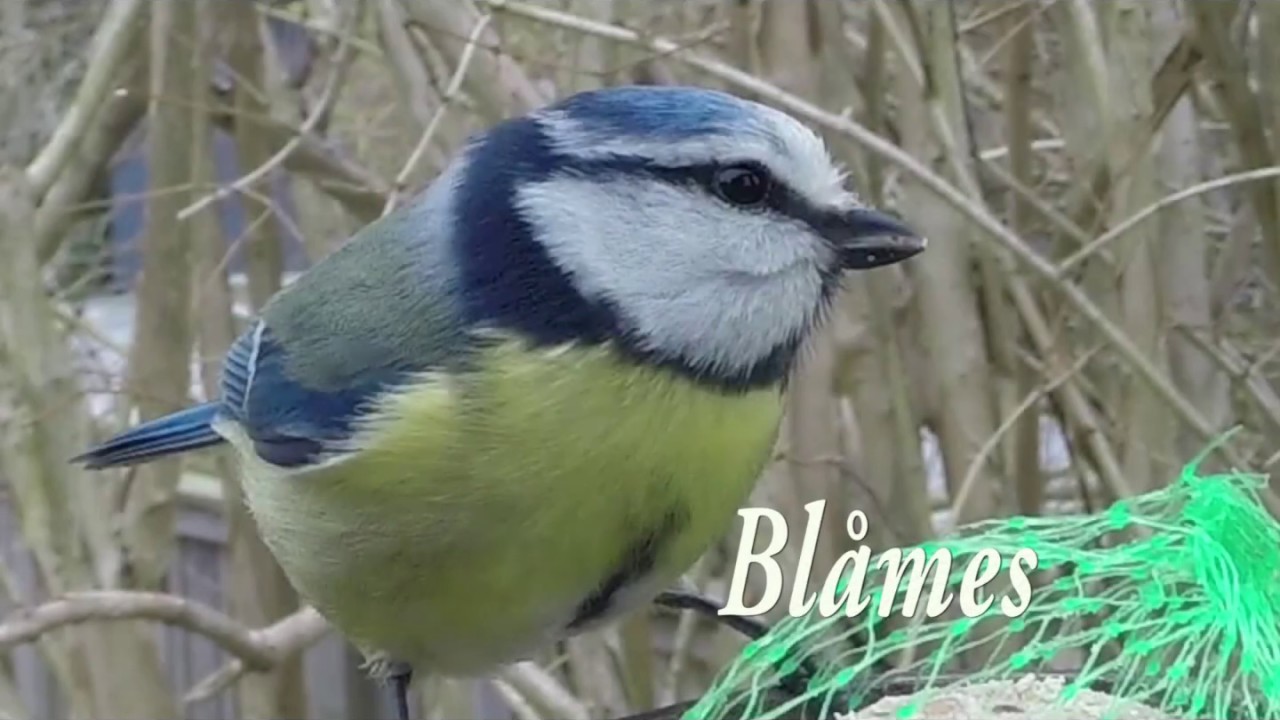 Fåglar i trädgården: Blåmes