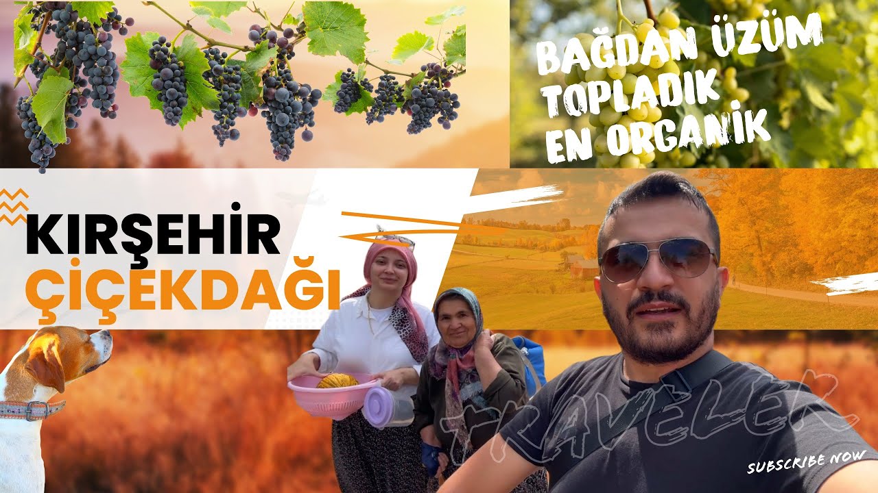 Köyden Üzüm Bağında Üzümlerimizi Topladık. Prensesin yavruları olmuş. Drone görüntüleri Harika Doğa.