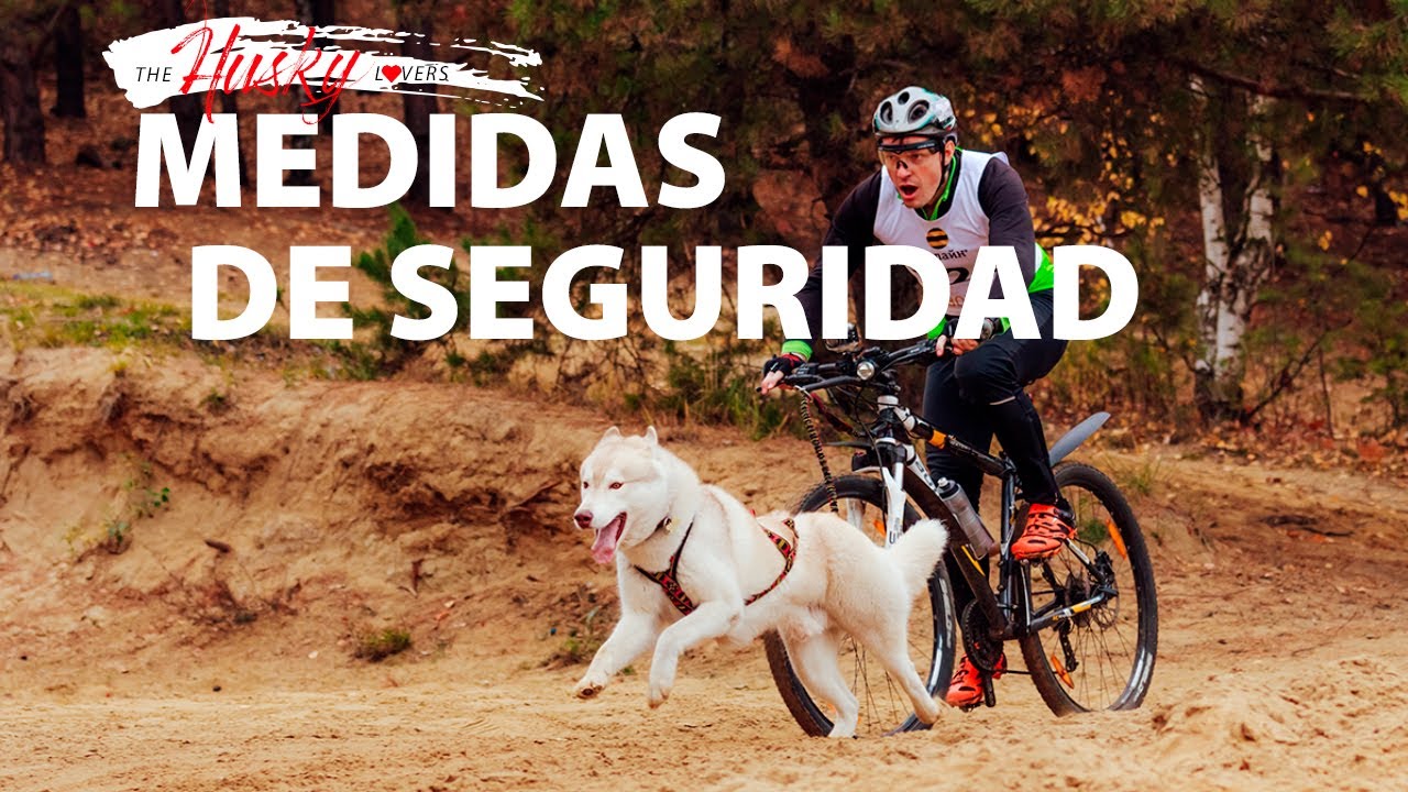 Medidas de Seguridad para el Mushing