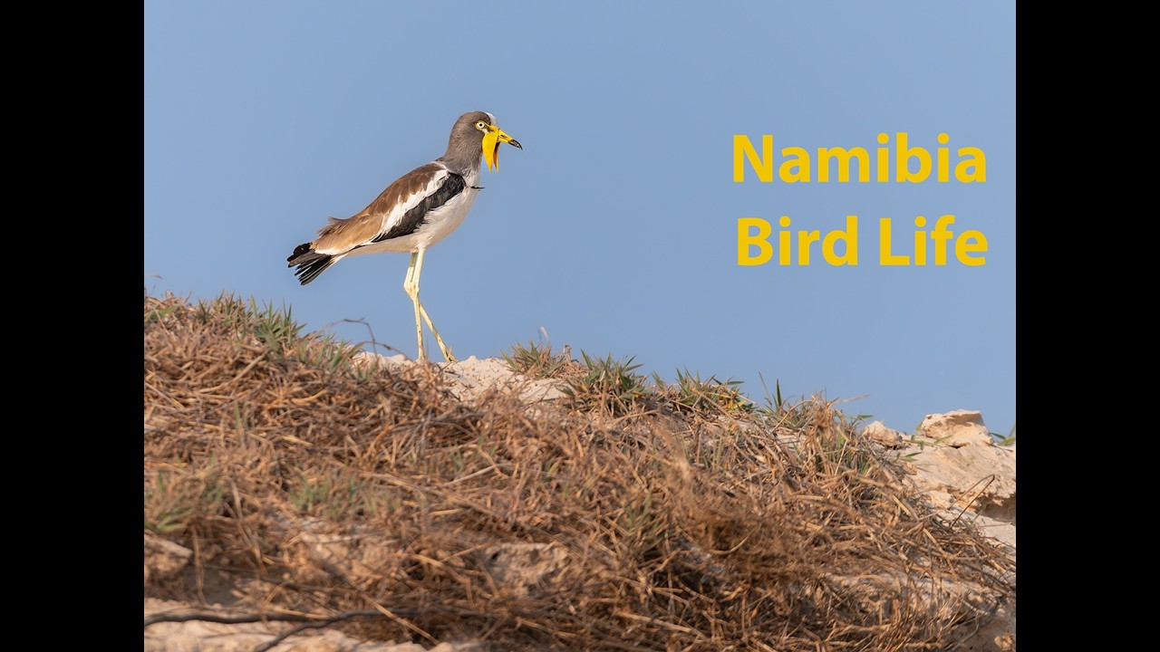 0021 Namibia Bird Life