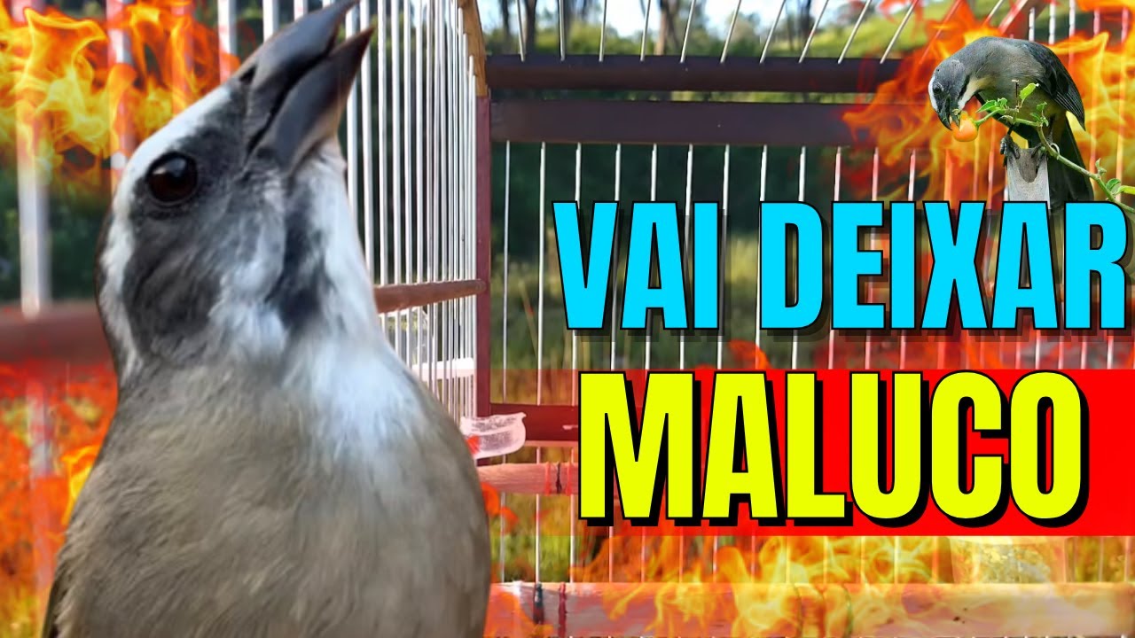 Melhor Trinca-ferro Macheando COM Trinca ferro cantando Para Esquentar Trinca ferro Frio
