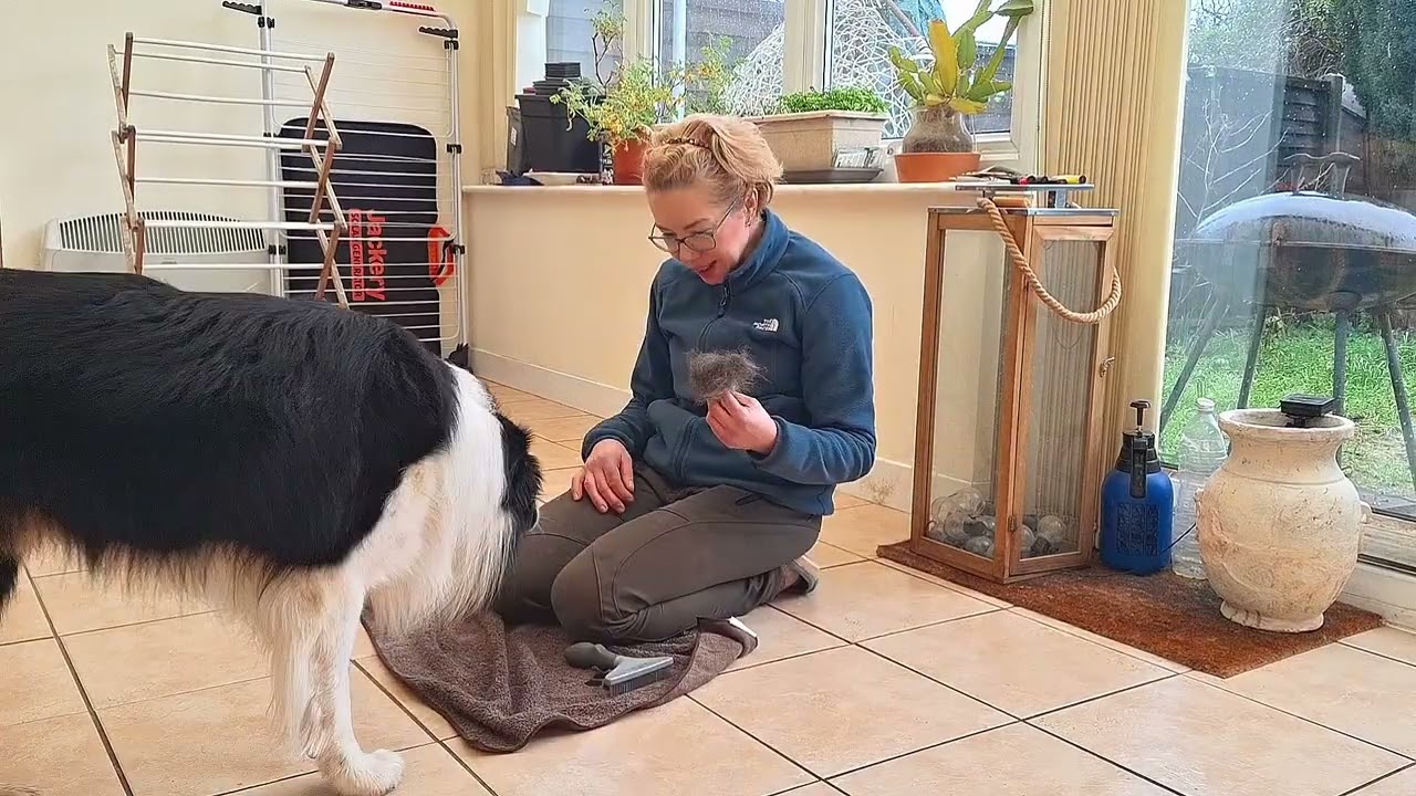 Grooming Tip: Brushing Isn’t Just About Looks, It’s About Wellbeing 