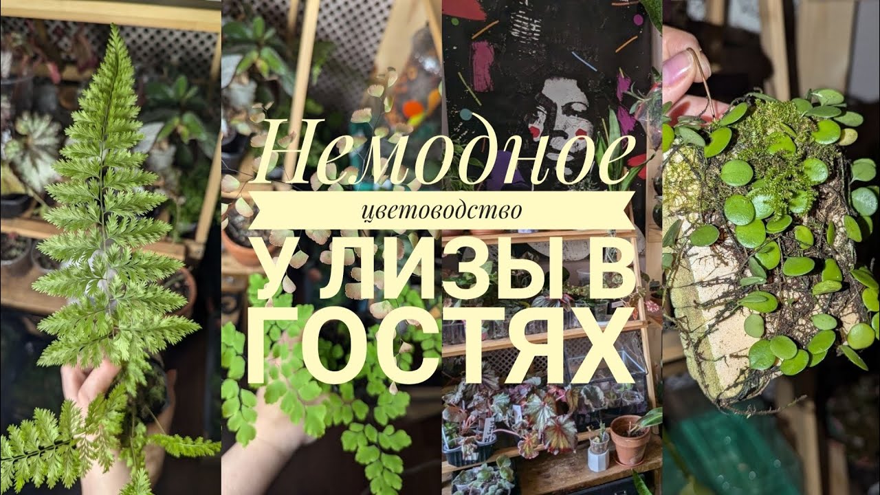 Обзор комнатных растений. Бегония, тилландсия, пеперомия, папоротник. Цветы в доме. Стеллаж