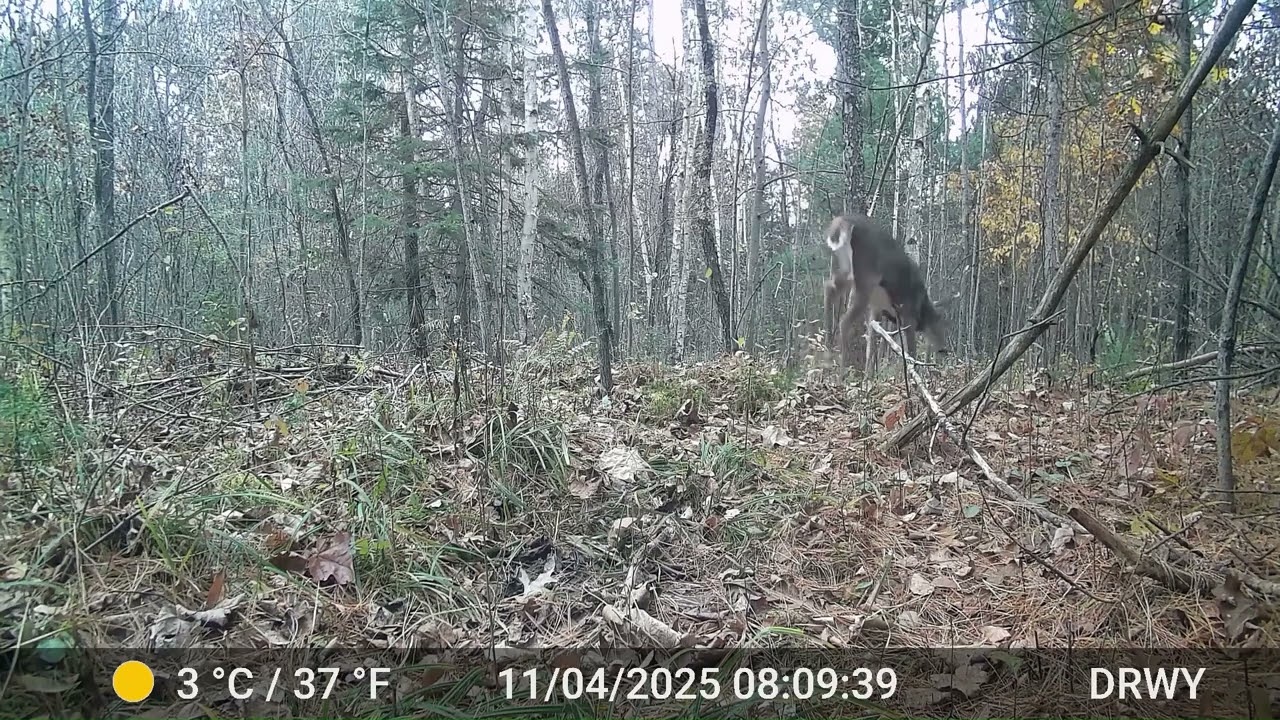 Back Trail Cam