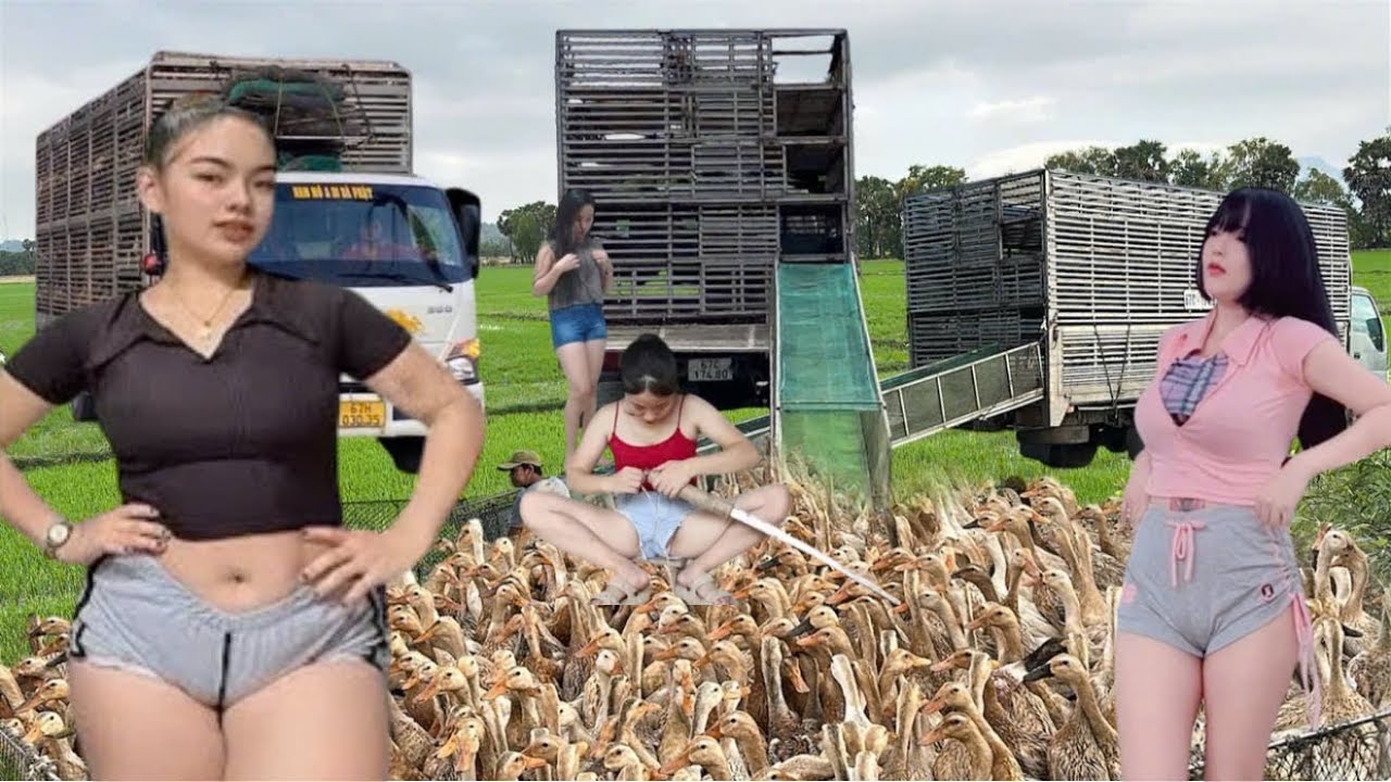 Techniques for raising ducks, transporting ducks, and free migration to rural areas.