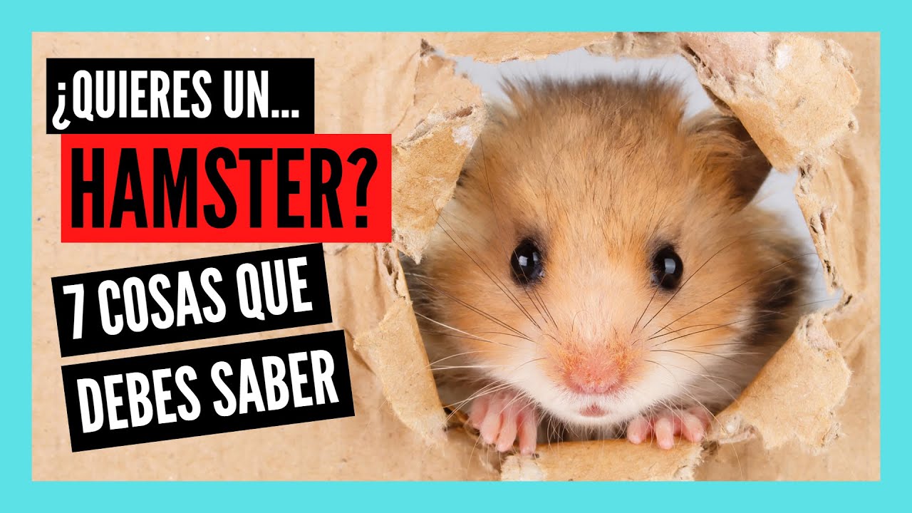 🐹 &iexcl;7 COSAS que DEBES SABER ANTES de tener un HAMSTER! 🐹