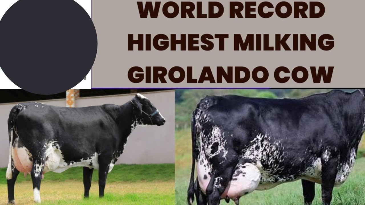 World Record Highest Milking Girolando Cow 127.57 KG Per Day || Farming with GSTAR