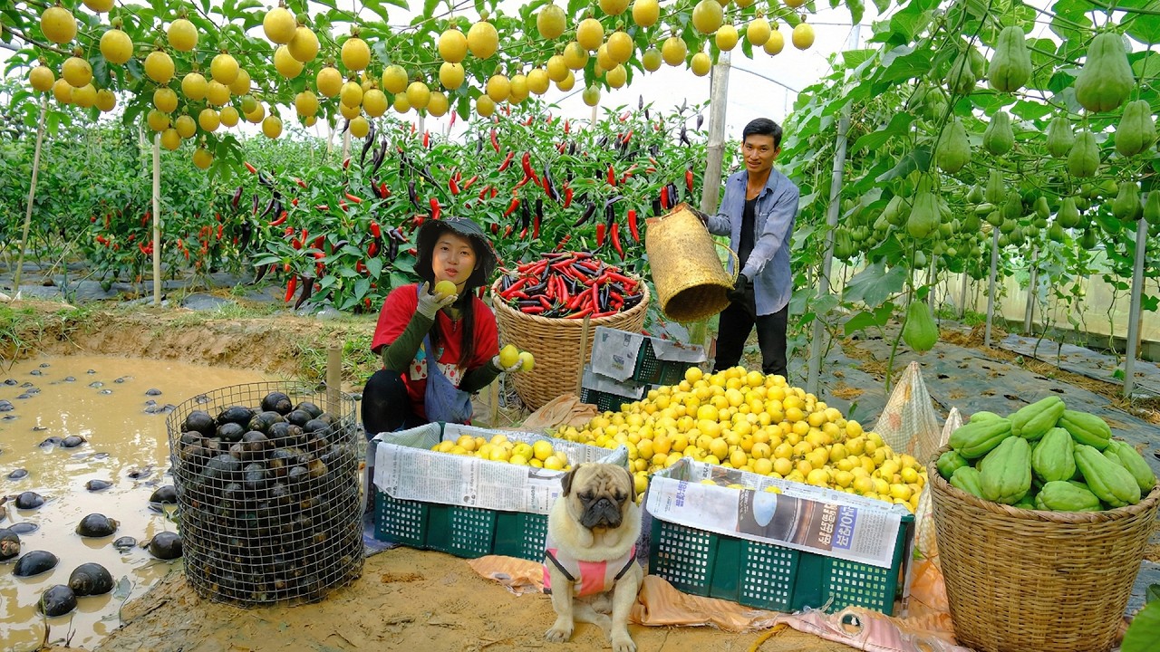 Harvest Yellow Passion Fruit With My Brother To Earn Money – Eat Snakehead Fish Noodle Soup Together