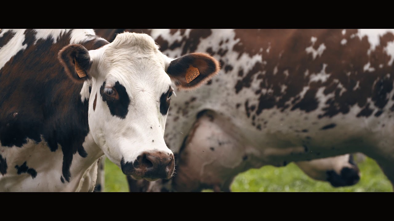 La petite histoire des grands fromages AOP de Normandie