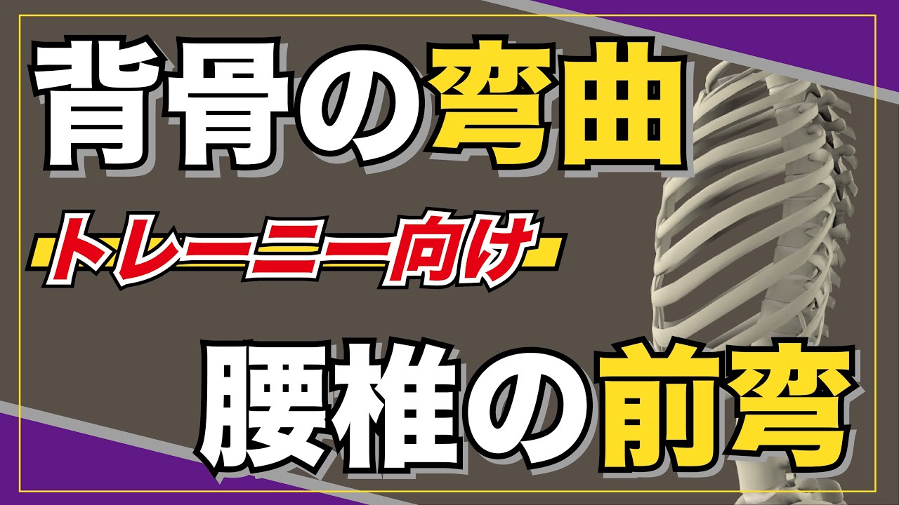 【トレーニー向け】背骨の弯曲と腰椎の前弯　#解剖　#筋トレ　#背骨　