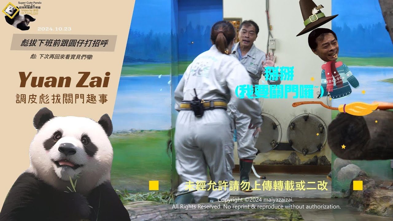20241023 彪拔一日志工任務完成來跟圓仔說下次見，彪哥小調皮想提前關門，嚇得保育員姐姐趕快小跑步 The Giant Panda Yuan Zai