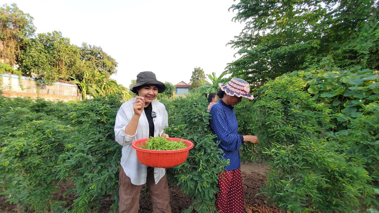 ត្រួយអំពិល១គីឡូ៨០០០៛-២ម៉ឺនរៀល ស្រ្ដីមេផ្ទះឆ្លៀតដាំរាប់សិបដើម បេះត្រួយលក់រាល់ថ្ងៃវិលជុំពេញ១ឆ្នាំ