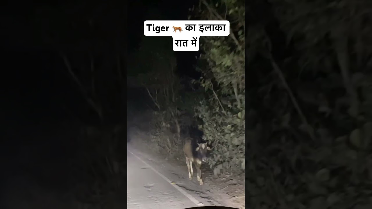 Sloth Bear Killed Men | Sloth Bear Attack Human | Pilibhit Tiger Reserve Night Drive #bear #shorts