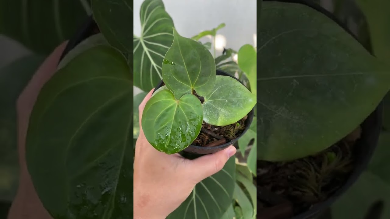 Anthurium King Of Spades / Kuping Gajah KOS Haji Ulih 