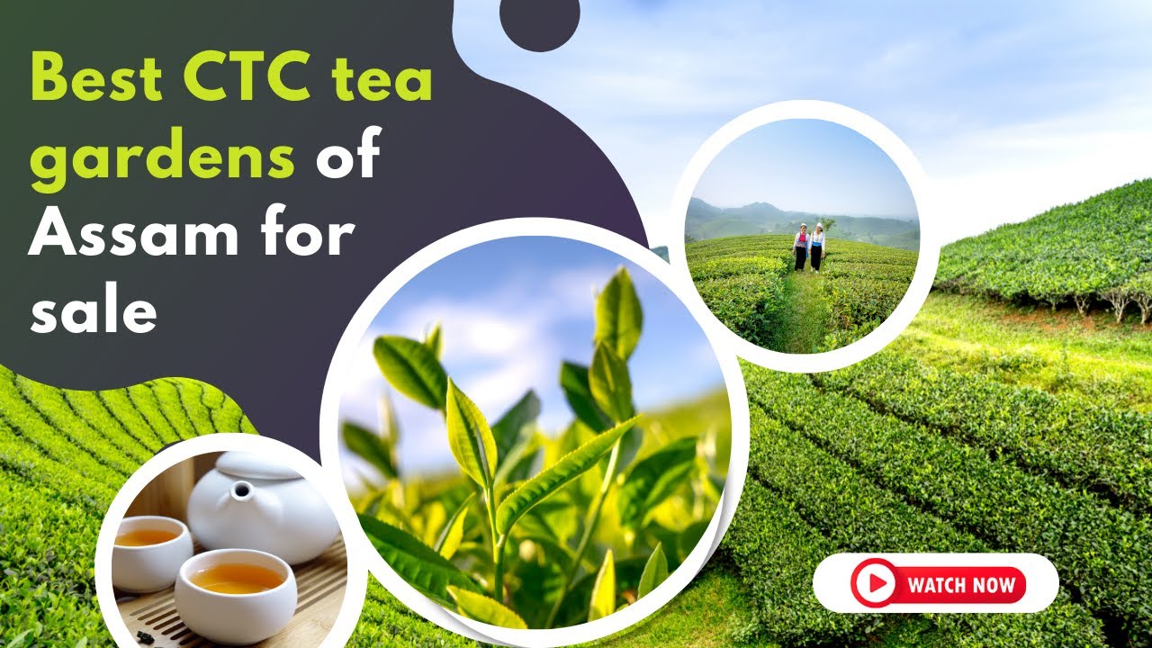 Best CTC Tea Gardens of Assam for Sale