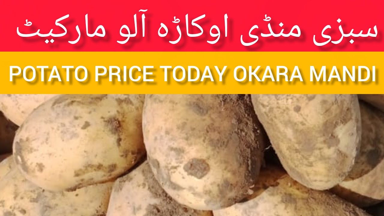 Sabzi mandi okara today potato price okara mandi today live rate potato 08.02.2026