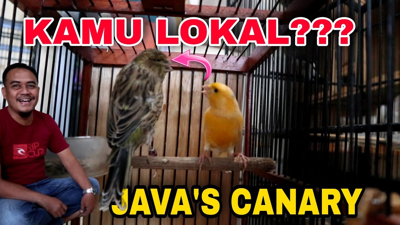 PECAH REKOR !!! TERNAK KENARI LOKAL RASA SERI F