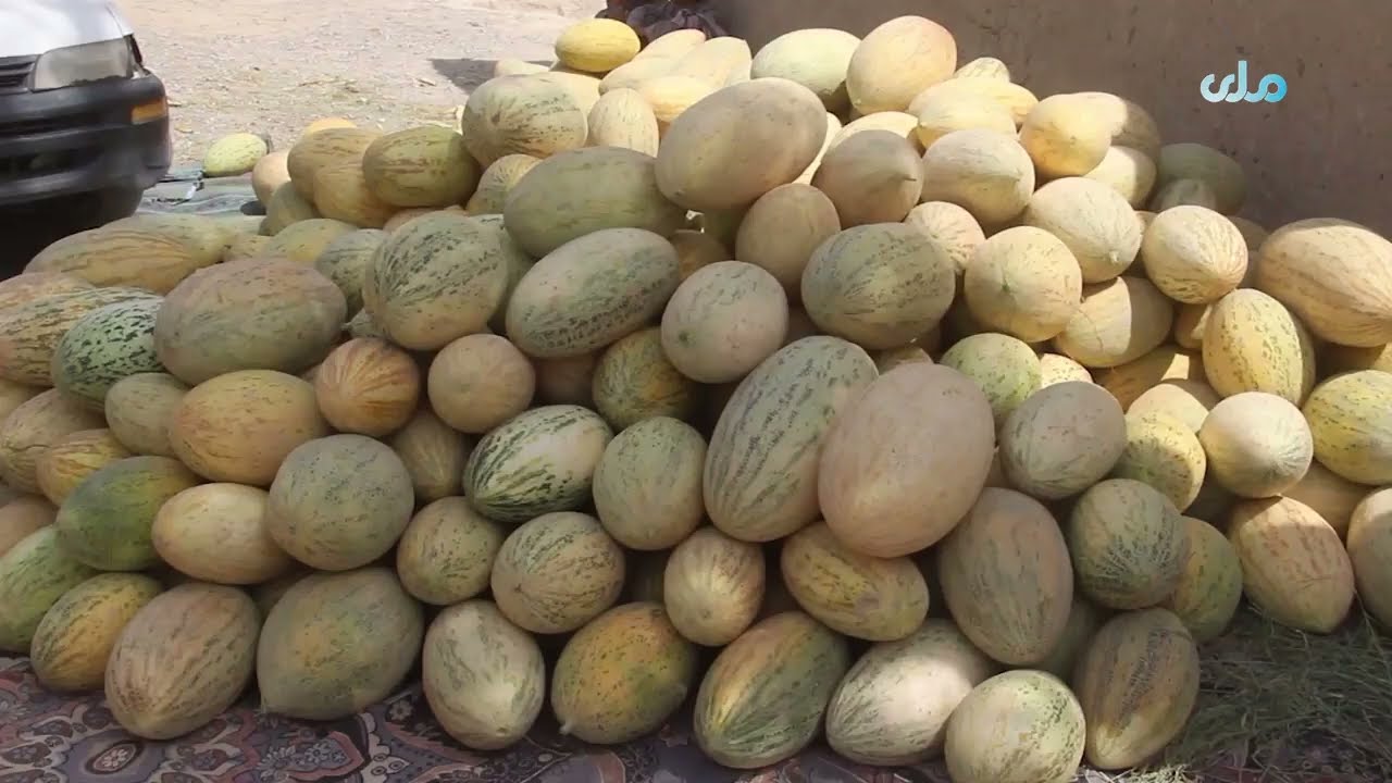 Melon and watermelon yields have increased in Chakhansur District, Nimruz Province this year.