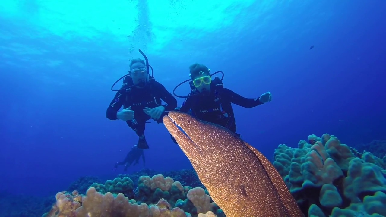 Honokohau: Jack's Diving Locker  Signature Dive HD 1080p