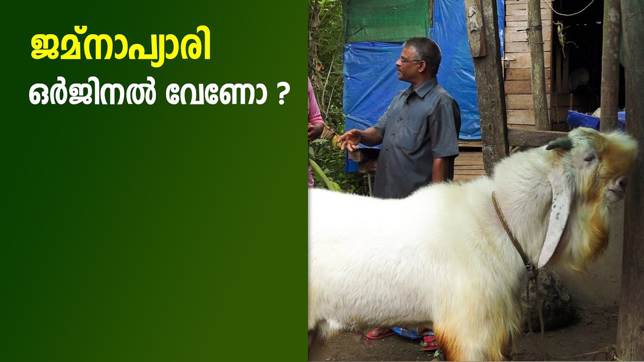 ഒർജിനൽ ജമ്നാപ്യാരിയെ വാങ്ങണോ ??? #jantm_Goat_Farming_Video