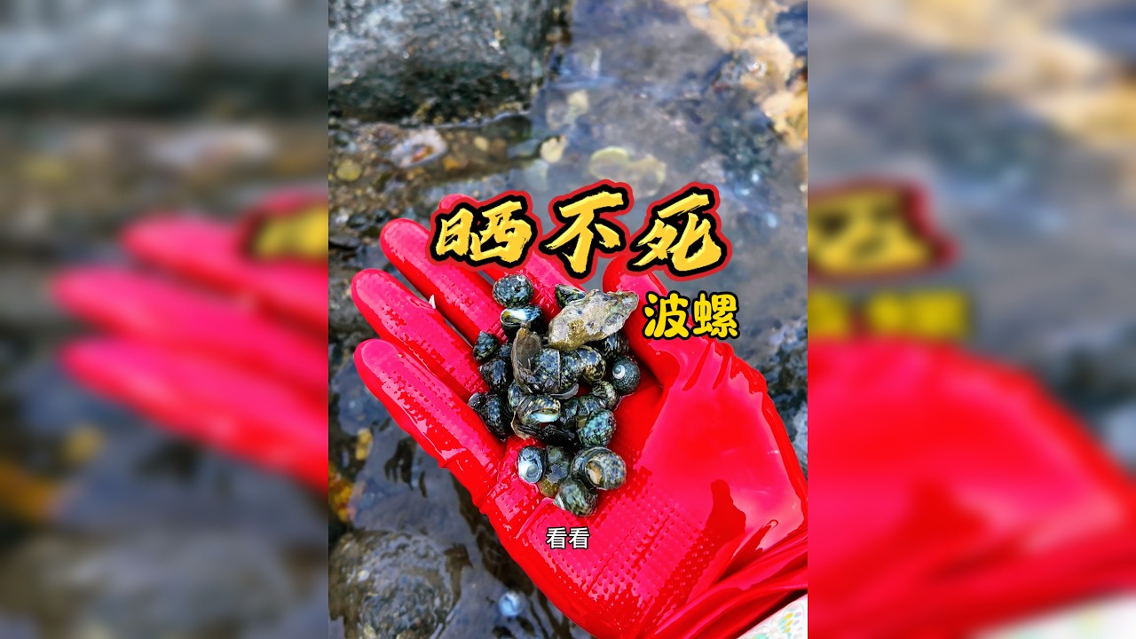 赶海人懂的痛：腰快断了，但看到桶里堆成小山的螺类，一切都值得！今天这三波波螺个头大、肉肥厚，捡的时候手都在抖，怕错过任何一个藏在礁石缝里的“宝藏”