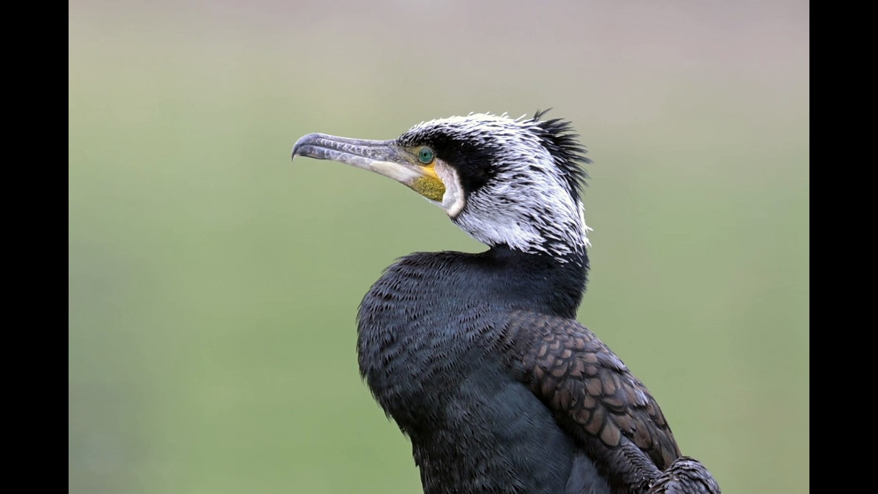 CORMORANO  Incapace di volare...