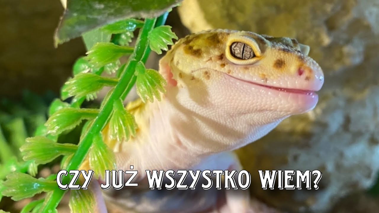 Jakie pytania warto sobie zadać przed zakupem gekona eublefara lamparciego?