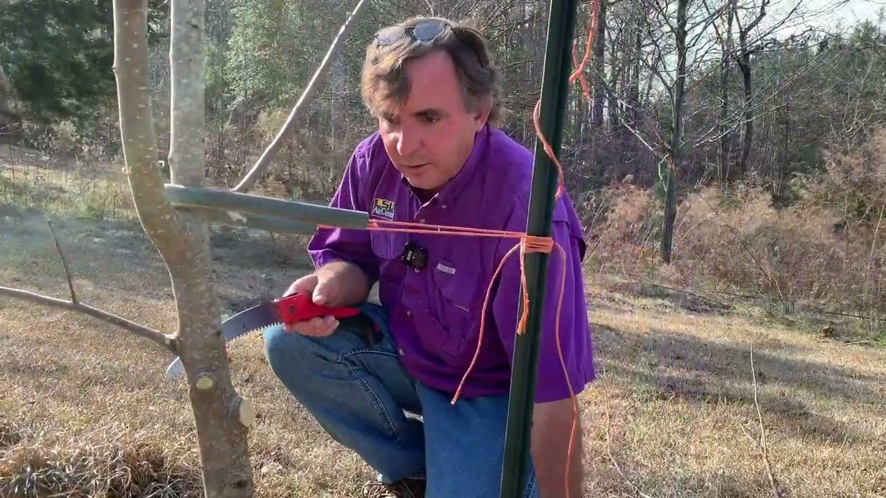 How to Prune 2 to 3-year-old Fruit Trees