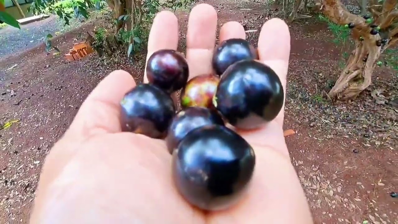 HOTEL FAZENDA AREIA QUE CANTA MUITO LINDO 