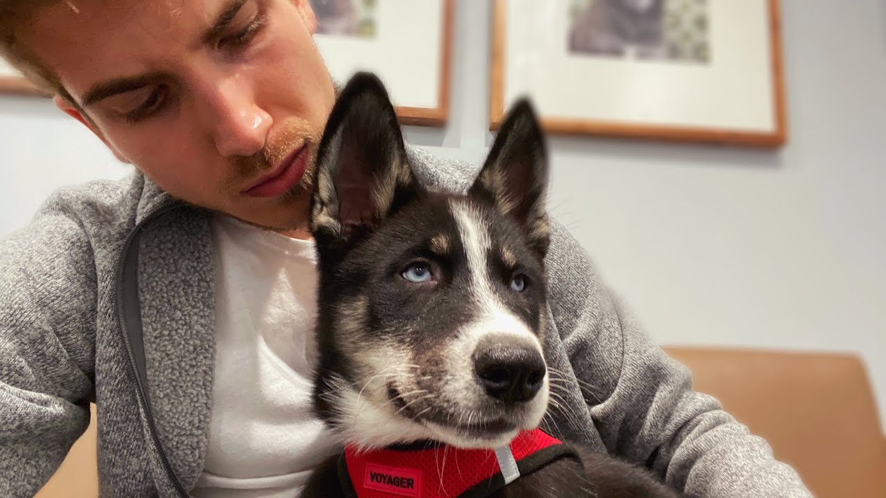 Our Last Day With Shadow