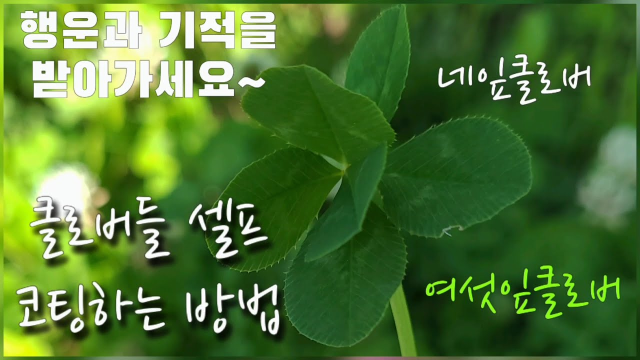 네잎클로버 여섯잎클로버 셀프 코팅하기~복받아가세요~#네잎클로버#여섯잎클로버##셀프#코팅#행운#기적