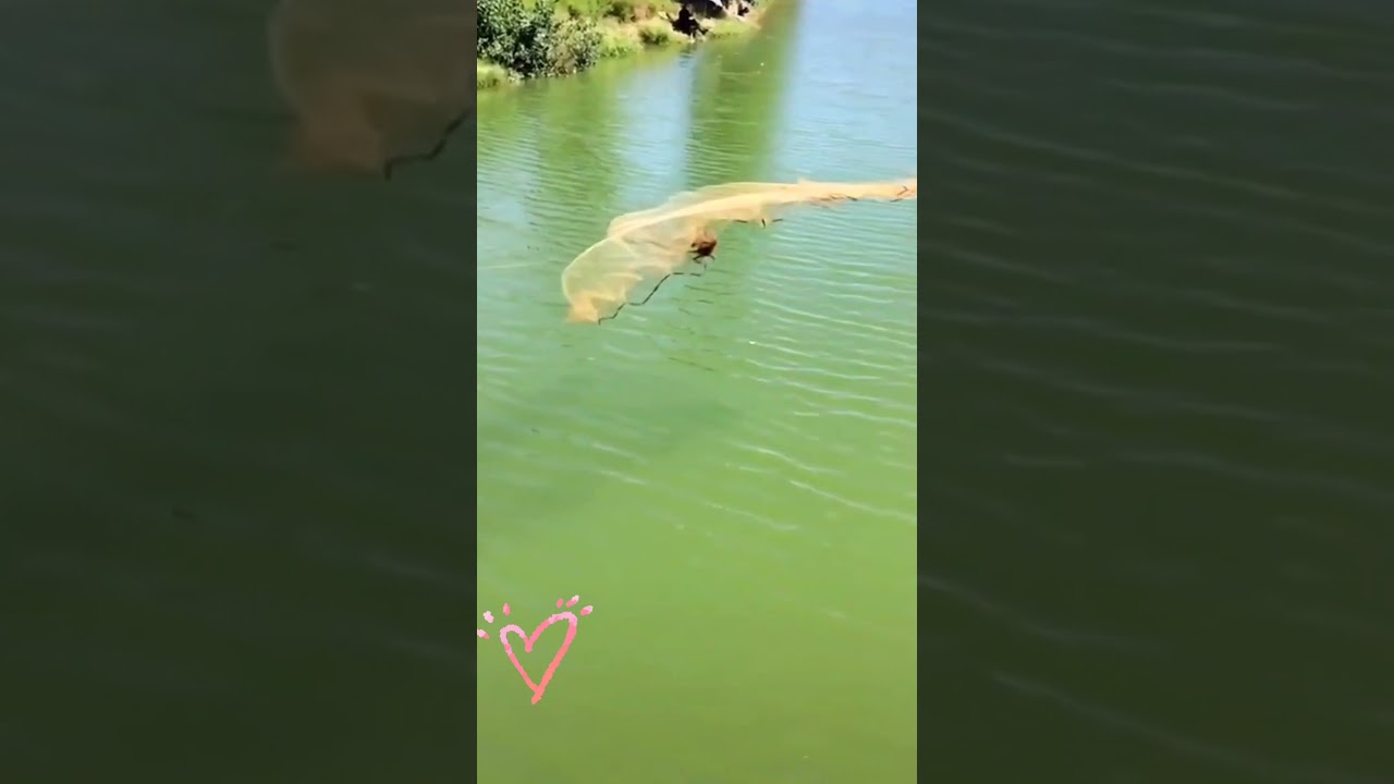 🐟🐟🐟투망으로 물고기 잡으라니깐 아가씨 잡네요 😂😂😂  투망 20메터 넘어가는 것 같아요👍👍👍