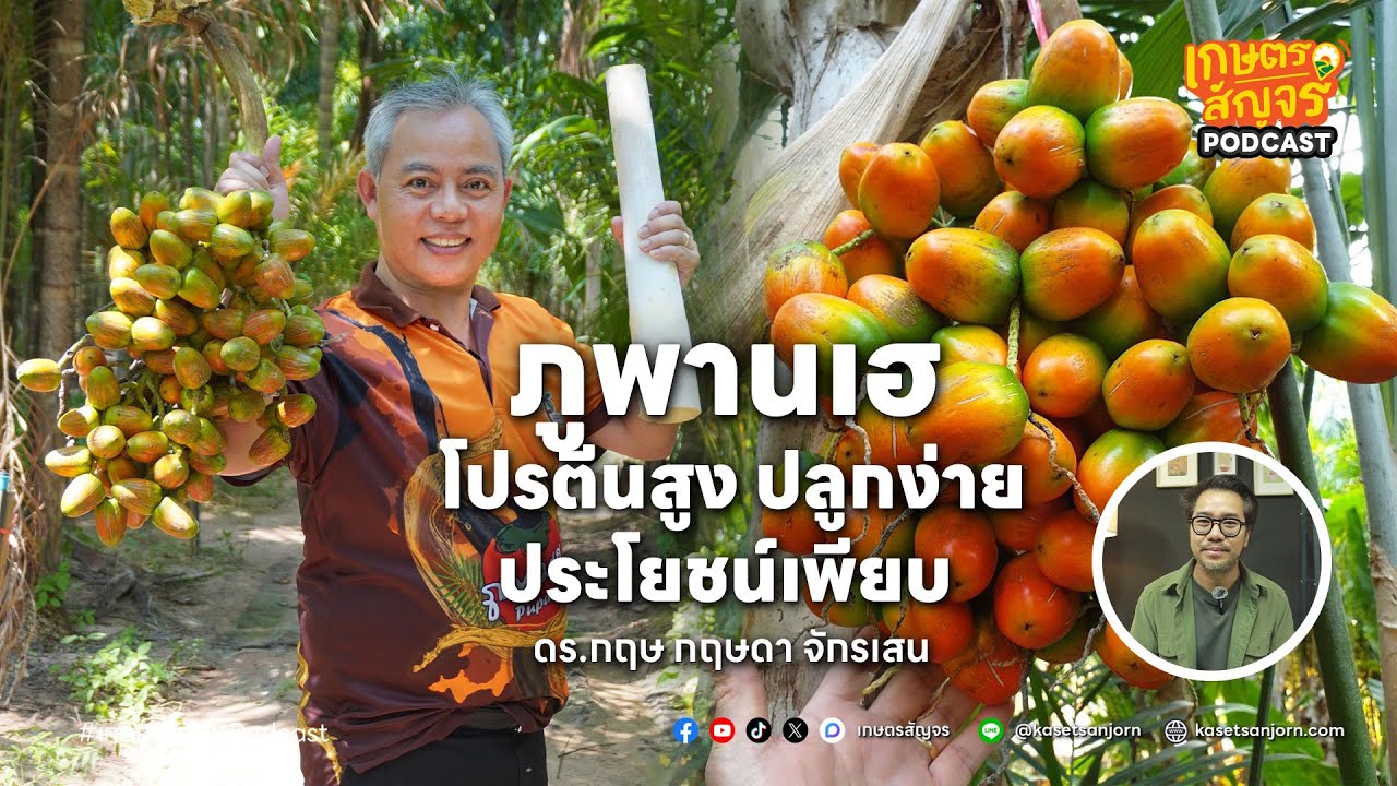 ภูพานเฮ พืชเศรษฐกิจแห่งอนาคต โปรตีนสูง ปลูกง่าย ประโยชน์เพียบ | เกษตรสัญจร Podcast