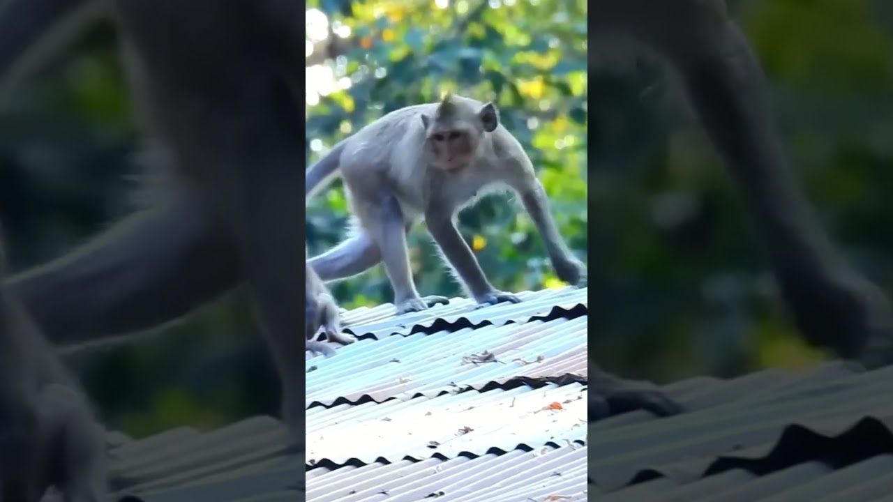OMG! Why you do like this, Sadness video #monkey #animal #fyp #love #foryou #foryoupage #video #fb