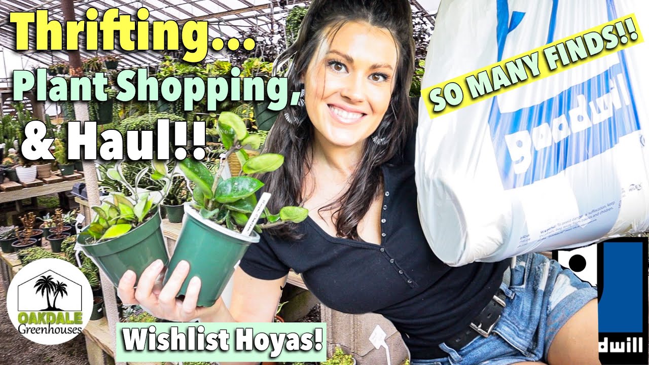 $2 Planters, Hoya Lacunosa & Hoya Chelsea! Thrifting, Plant Shopping, & Plant Haul! Goodwill Thrift