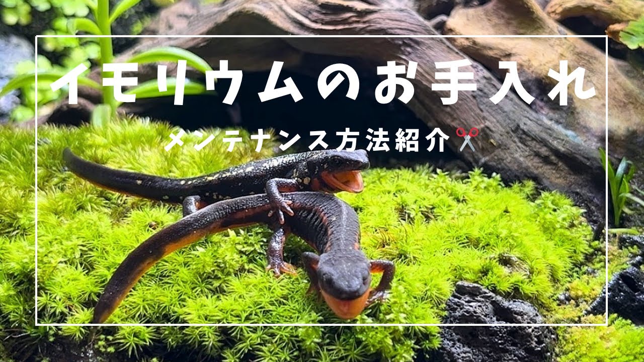 自作イモリウムのメンテナンス方法✂️シリケンイモリの住むお家🌿‬@でんでんリウム 