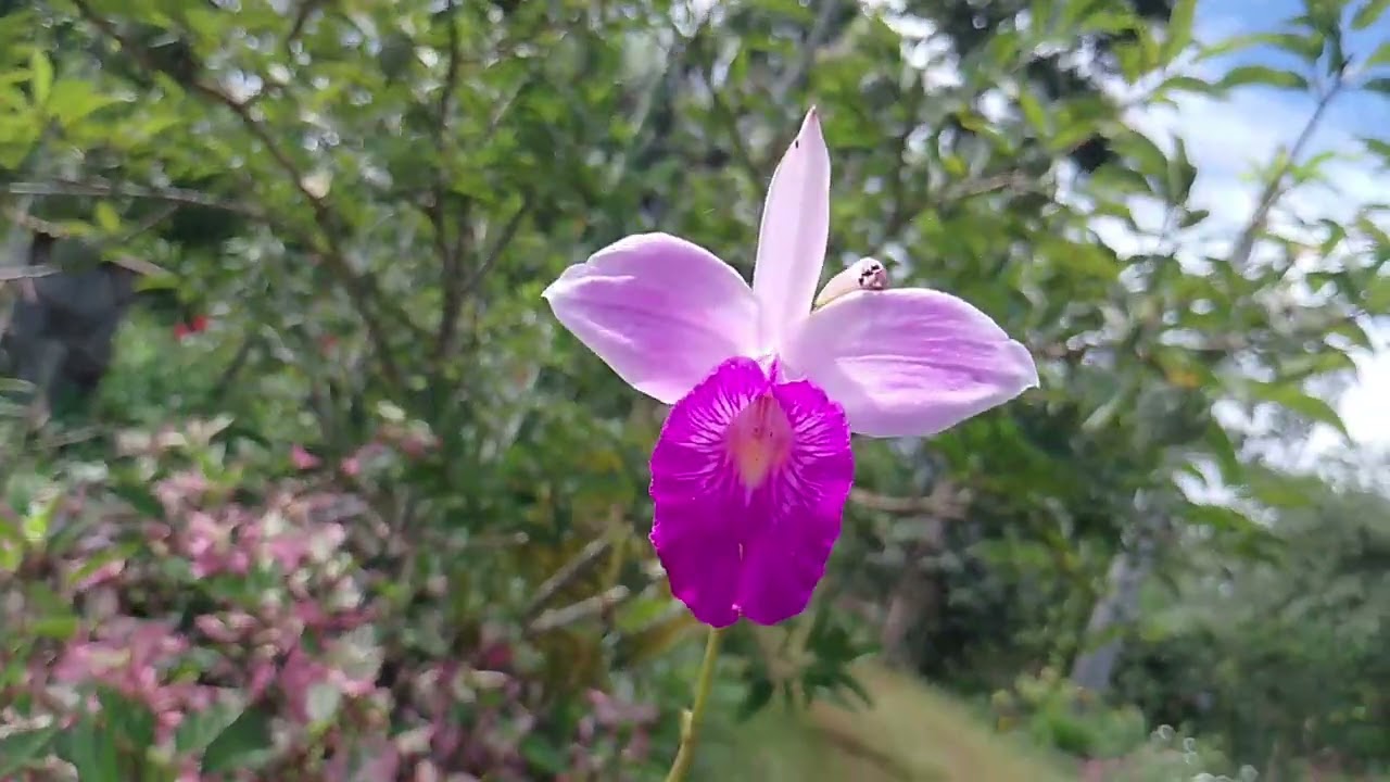 Vida simples na roça, muito trabalho+plantando abacaxi mostrando um pouco do jardim e Orta 