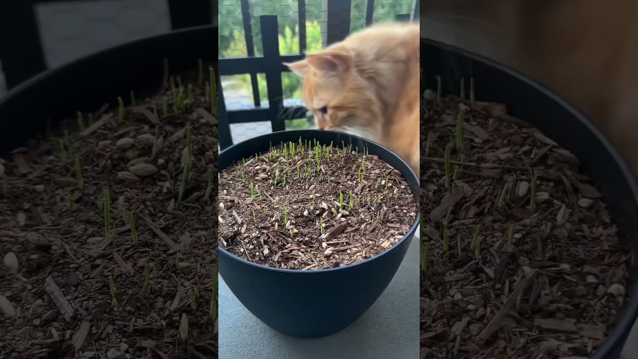 How we grow cat grass